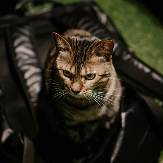 Chat installé dans son sac de transport noir pour comparatif Chatounette Le Sac Chat