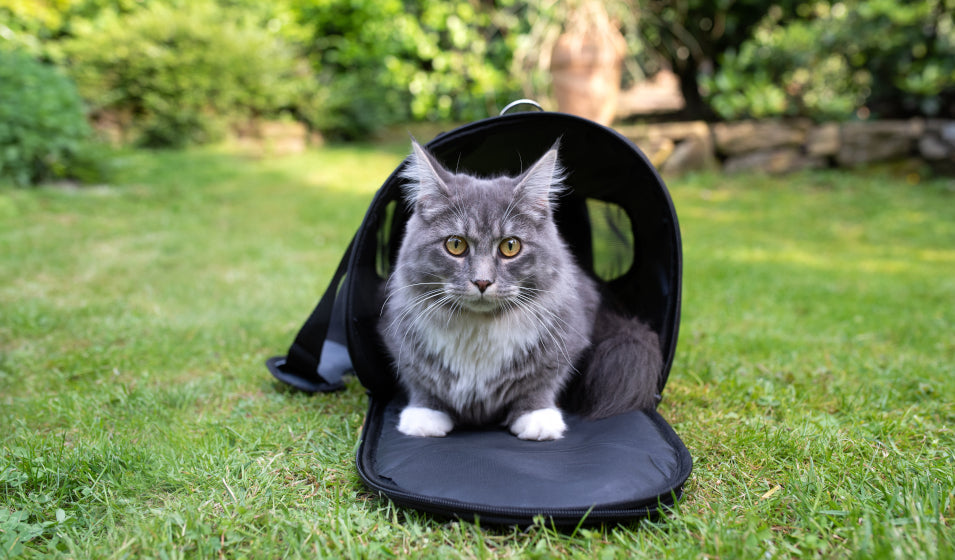 chat dans un sac pour chat