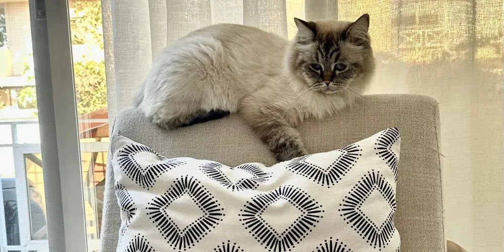 Chat gris qui est couché sur un canapé gris