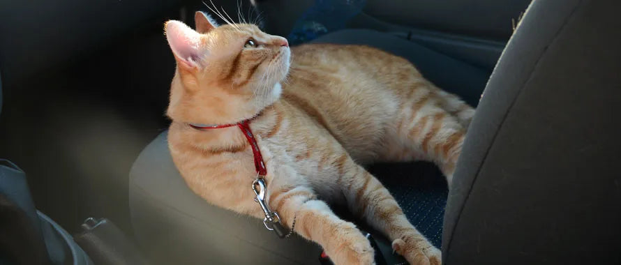 chat roux couché dans une voiture