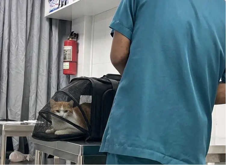 sac de transport pour chat extensible avec un chat dedans chez le medecin
