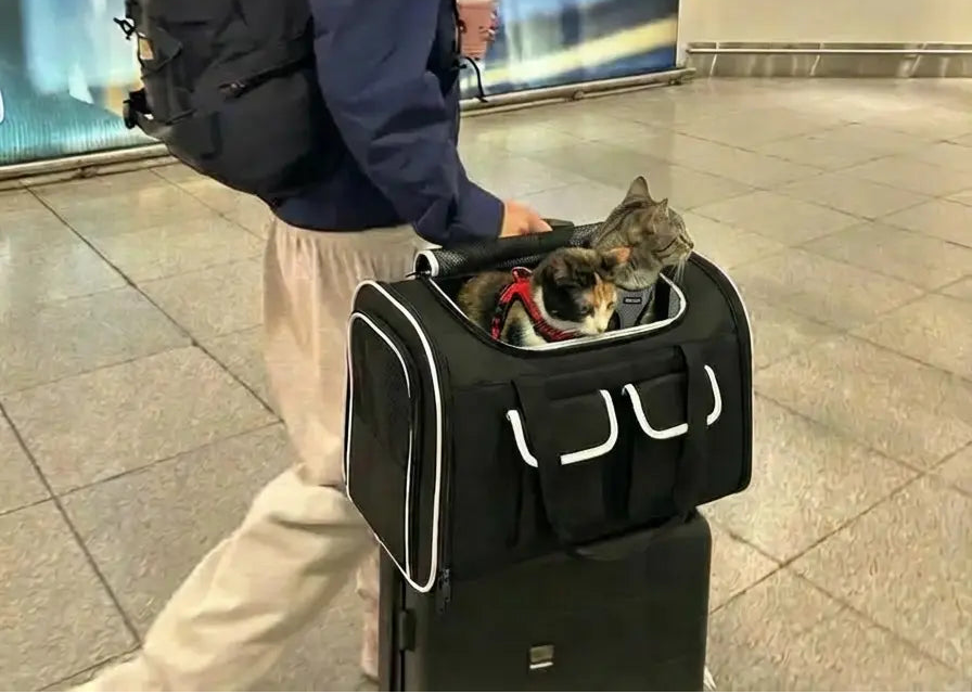 un homme qui marche avec un sac pour 2 chats